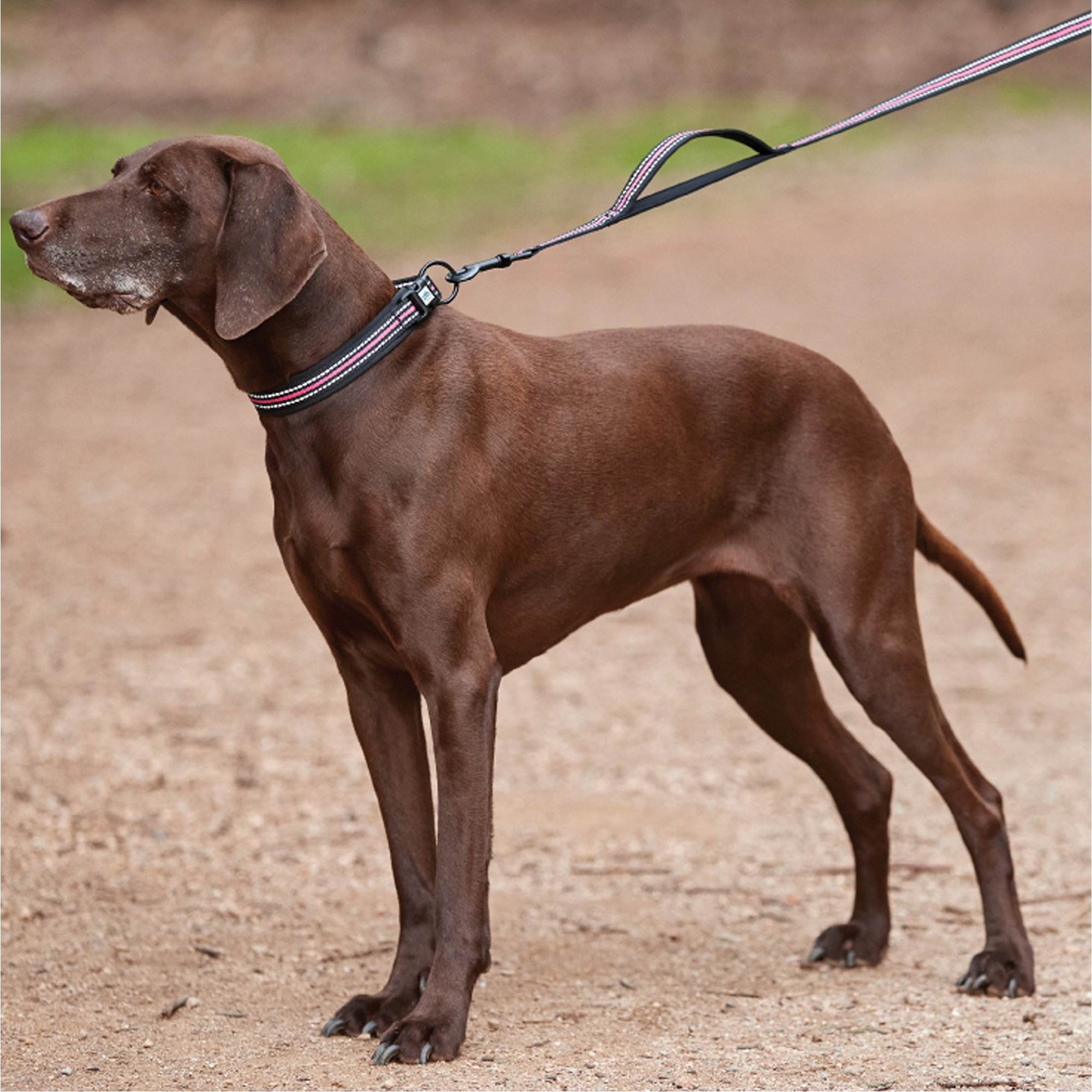 Weatherbeeta Reflective Dog Lead 1003619 -  Pink